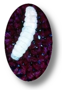 Moth Larvae