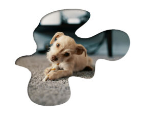 7a68fee51ed72559635c0daf54f37125_camera | McFarlands Carpet and Rug Service Pet Stain & Damage Specialists